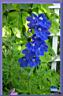 67_delphinium.jpg