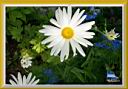 68_marguerites.jpg